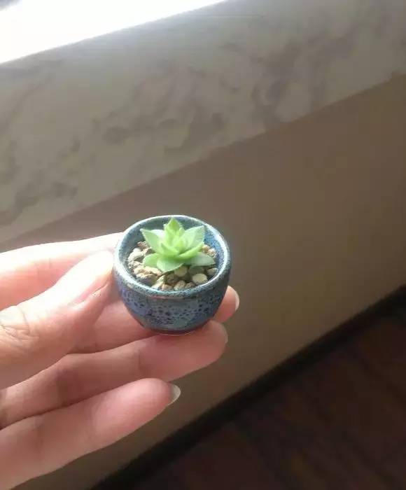 拇指盆栽欣赏,拇指小盆栽