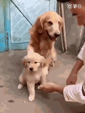 同样是麻麻,哈士奇和金毛的差距怎么这么大呢?