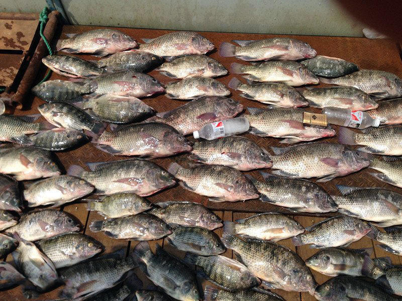 湛江千人钓鱼视频,疯狂钓鱼人钓到了最大的鱼