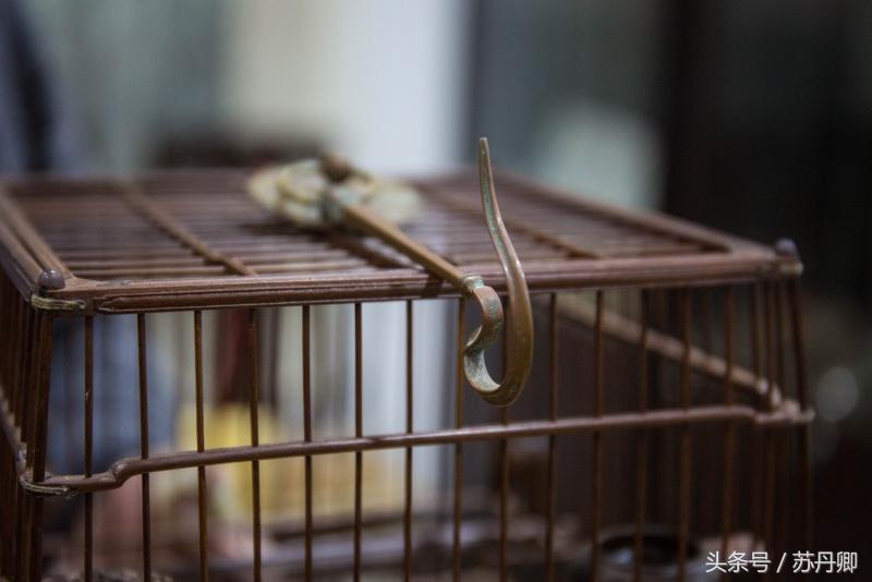 他靠炒股赢来的钱传承了近一辈子的宫廷鸟笼