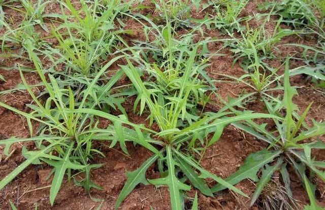 农村最赚钱种植的项目有哪些,广西农村种植什么赚钱不愁销路