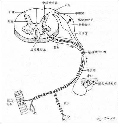 绘制神经系统的生理解剖图,人体骨骼血管神经系统解剖图