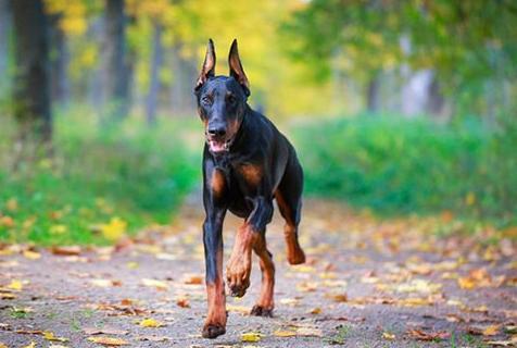 杜宾犬日常养护,关于新手养杜宾犬的详细问题解答