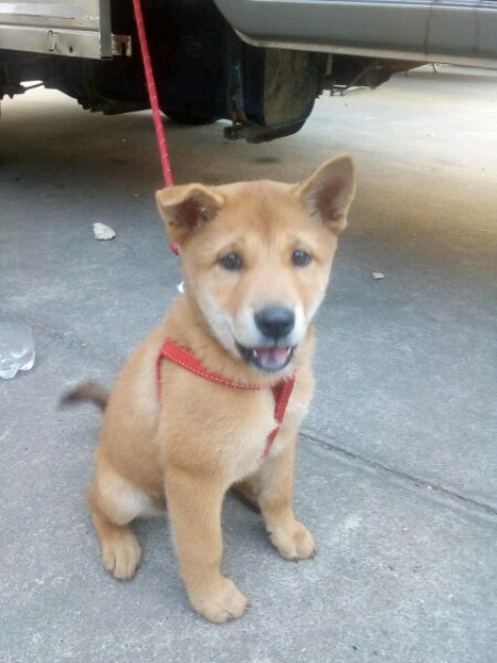 80块钱的土狗,80元一只土狗