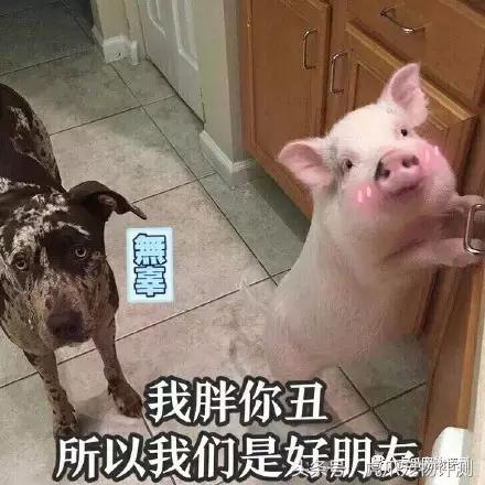 公认最好的宠物沐浴露测评,宠物沐浴露测评狗狗