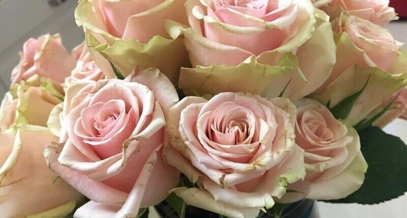 玫瑰养不开就枯了怎么办,玫瑰烂瓣怎么办