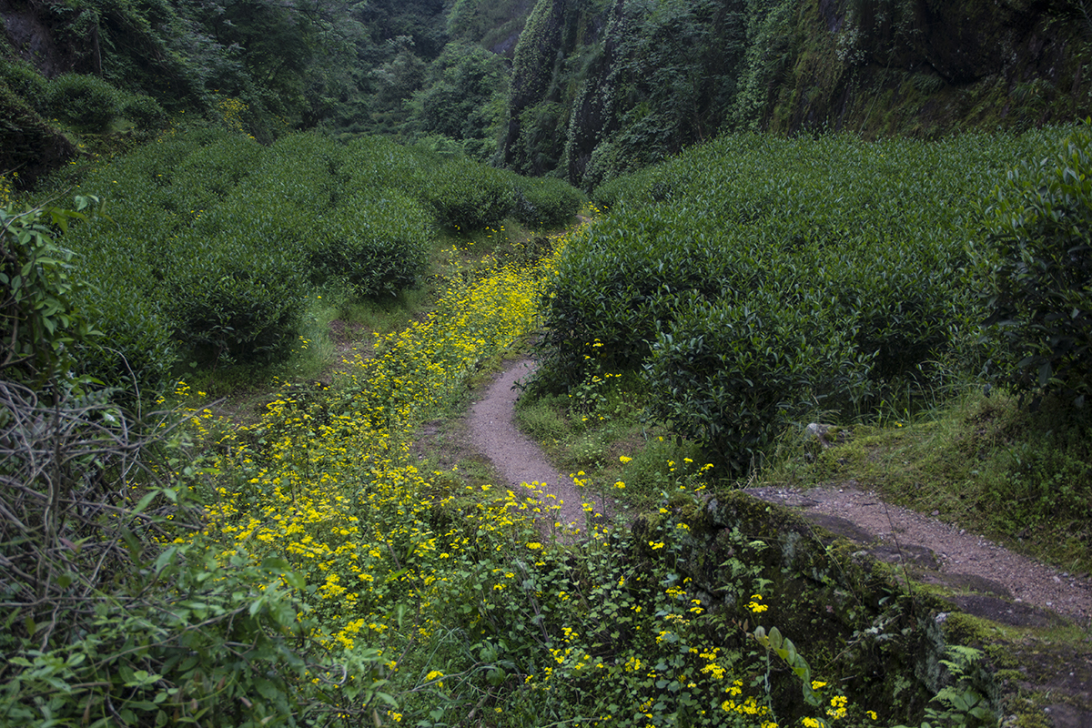真假大红袍,真假大红袍茶叶鉴别方法