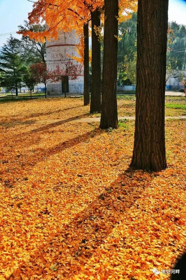 博山区银杏树,博山源泉淄博二中