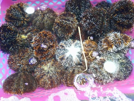 三亚送的14个免费海上游玩项目,三亚必买10件礼物