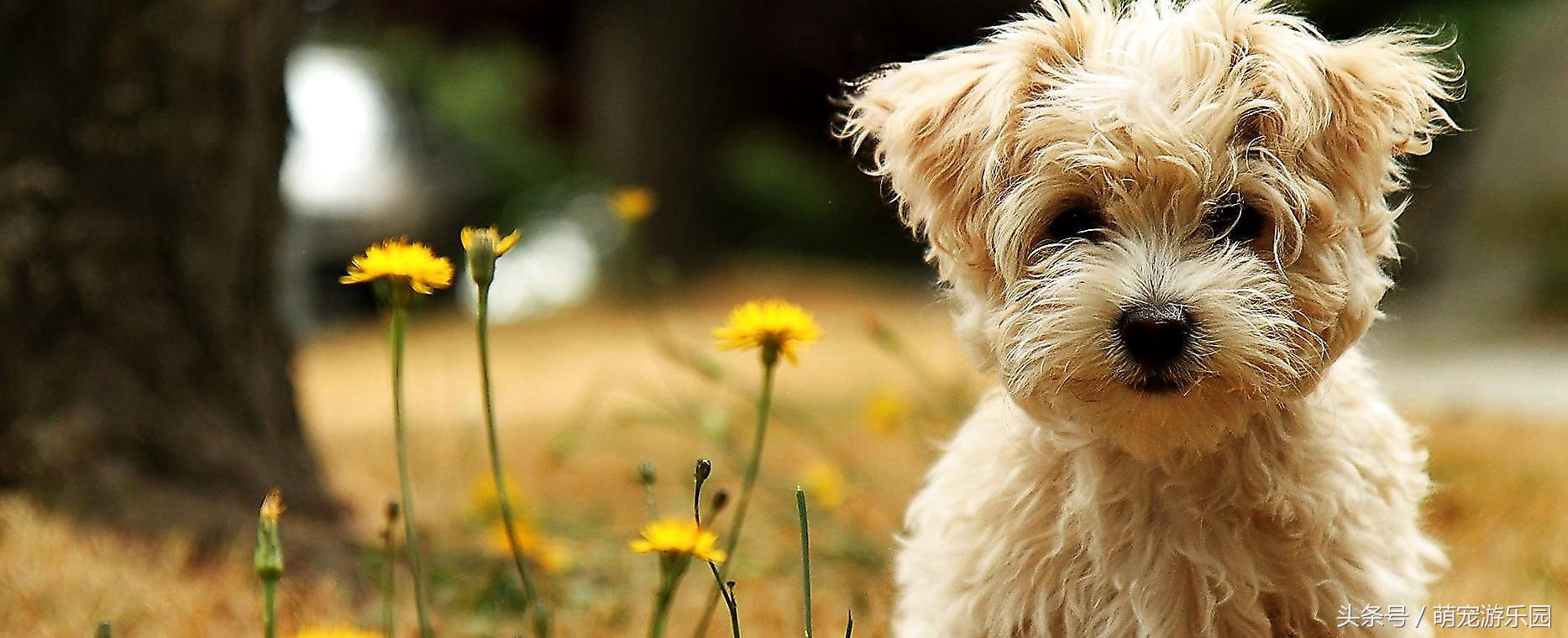 犬腹腔出血不到出血点怎么办,犬肺出血的治疗方法