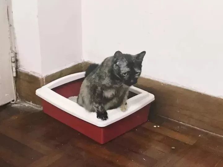 玳瑁猫最丑的猫,玳瑁猫长得好凶