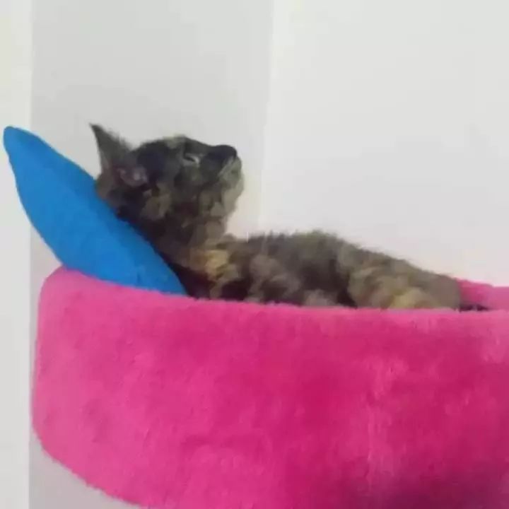 玳瑁猫最丑的猫,玳瑁猫长得好凶