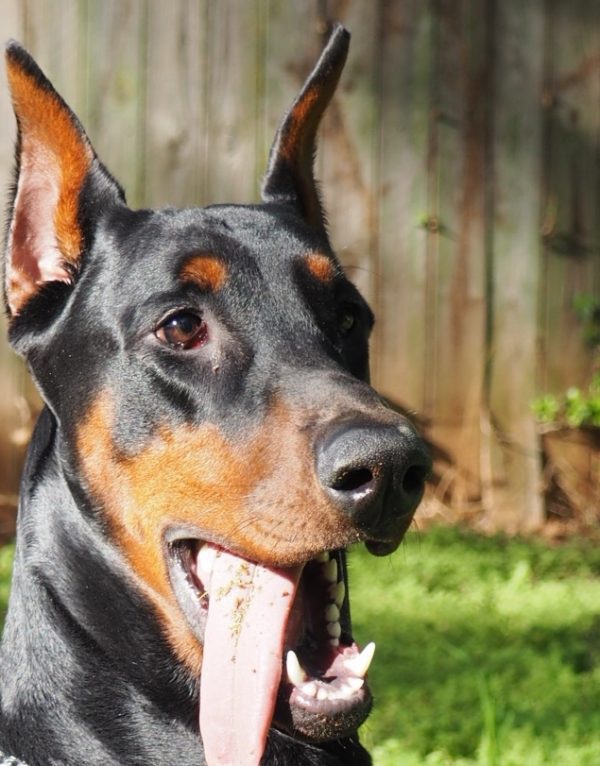 立耳黑狗是什么品种,白色带黑斑点的狗是什么品种