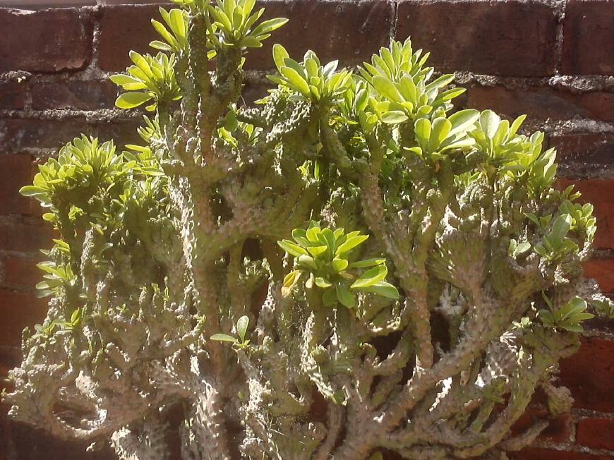 麒麟掌的毒性和危害,麒麟掌的汁液有没有毒素