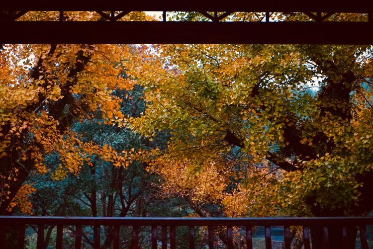 温州的春天有哪些特点,温州春夏秋冬