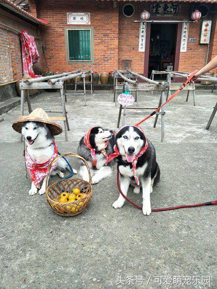 抱紧我你就不冷啦,暖心汪星人就是这么关心自己的主人!