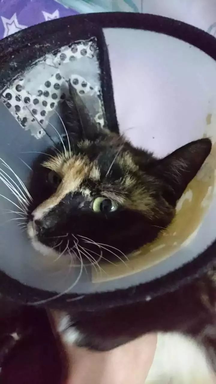 玳瑁猫最丑的猫,玳瑁猫长得好凶