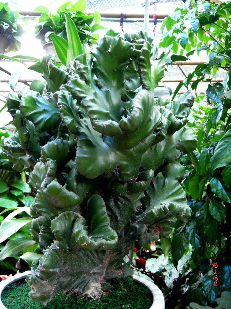 麒麟掌的毒性和危害,麒麟掌的汁液有没有毒素