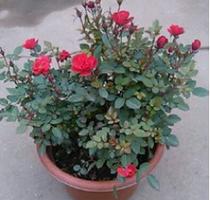 盆栽玫瑰花怎么剪枝,盆栽玫瑰花的剪枝方法