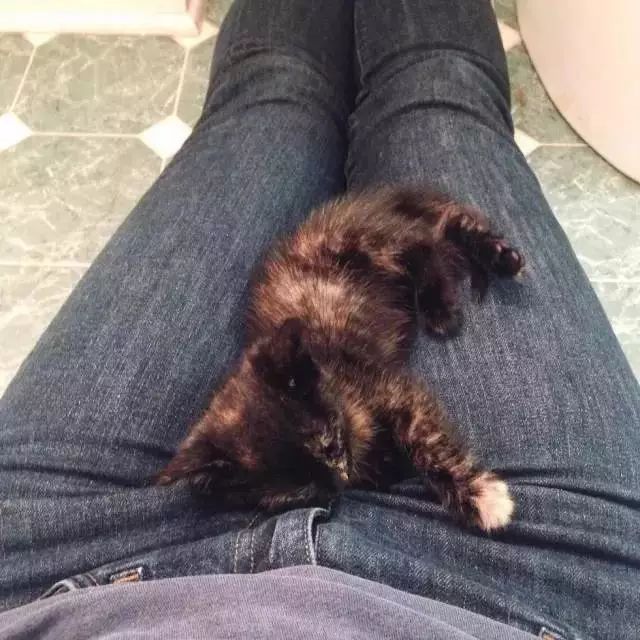 玳瑁猫最丑的猫,玳瑁猫长得好凶