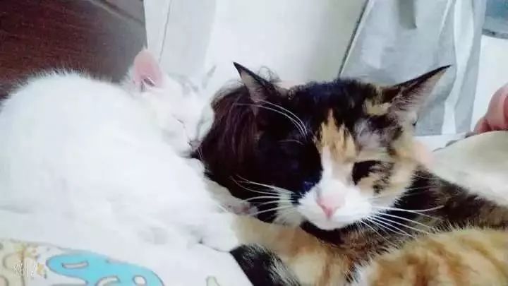 玳瑁猫最丑的猫,玳瑁猫长得好凶