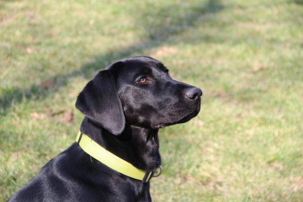 立耳黑狗是什么品种,白色带黑斑点的狗是什么品种