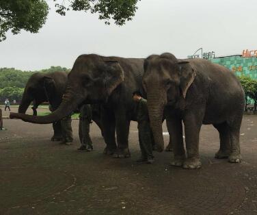 上海动物园和野生动物园哪个好玩,上海野生动物园面积多少平方千米