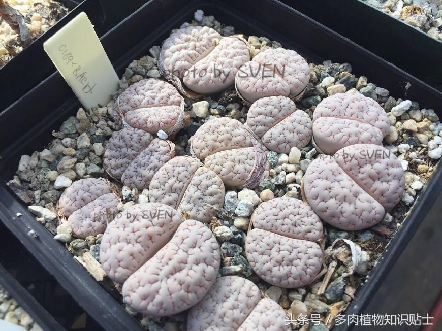 国外买植物,在外面买植物几块钱一盆多肉好