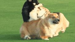 「宠爱日记」宠物如果看到主人嘿嘿会想些什么？