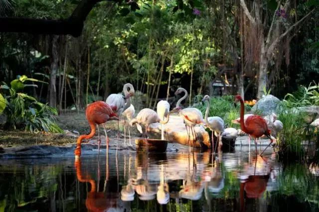 广州长隆游玩攻略自由行,广州长隆最全游玩攻略是什么