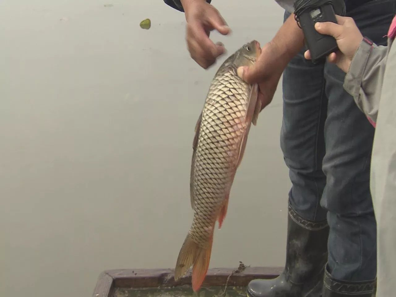 抓螃蟹的方法您知道几种,抓螃蟹的方法儿童