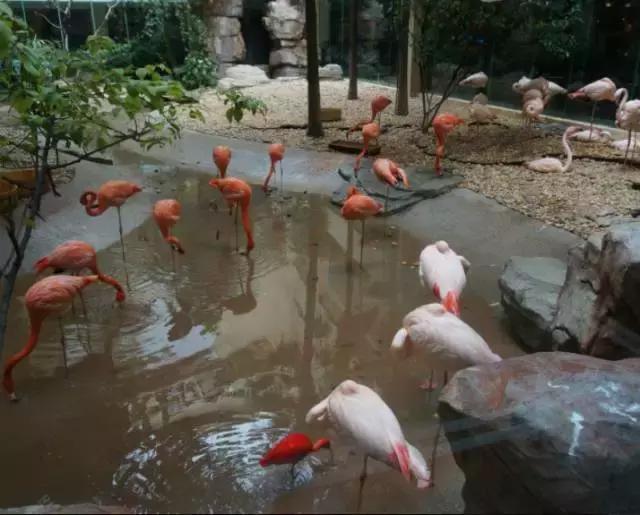 广州长隆旅游攻略详细图,广州长隆自由行旅游攻略