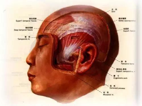 顶部脱发最快的治疗方法,筋膜放松改善脱发