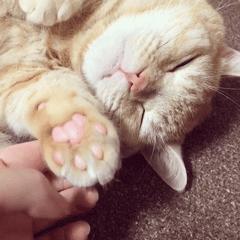 猫爪肉球形状判断猫咪性格,猫咪肉球颜色决定猫咪性格