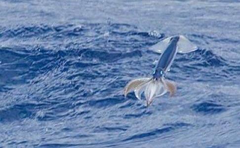 鱿鱼为什么会飞,世界鱿鱼会飞吗