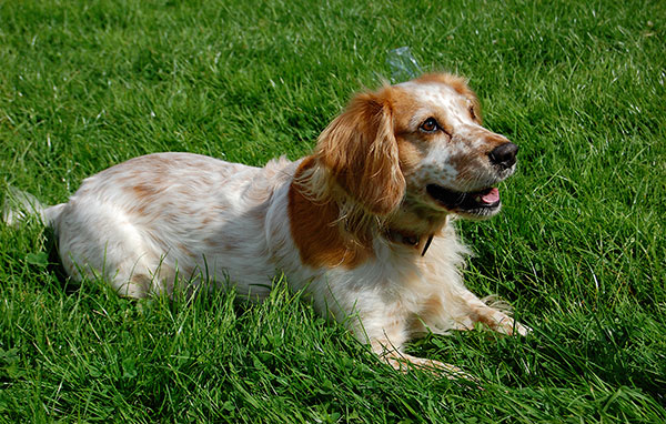 英国可卡犬名字大全集,萌宠狗狗英国可卡犬