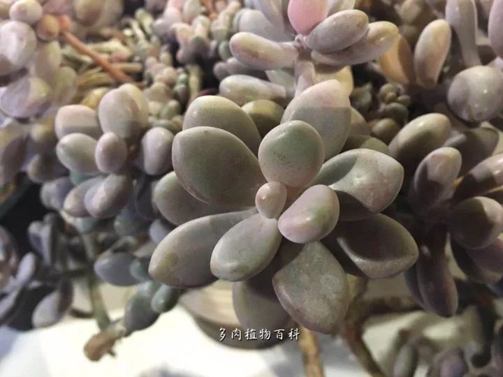 公认最美4种多肉植物图片,2014年上海多肉植物展图片