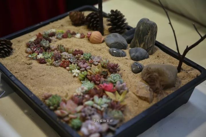 公认最美4种多肉植物图片,2014年上海多肉植物展图片