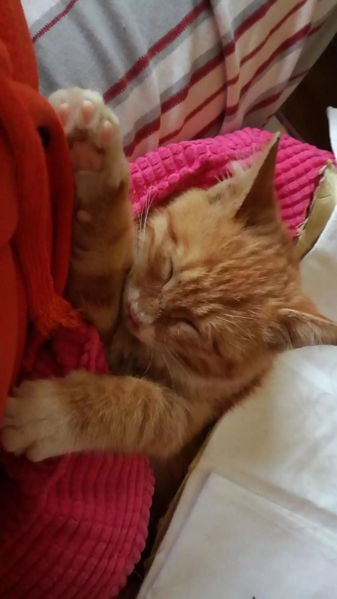 领养猫咪怎么看精神状态,领养猫咪如何知道乖不乖