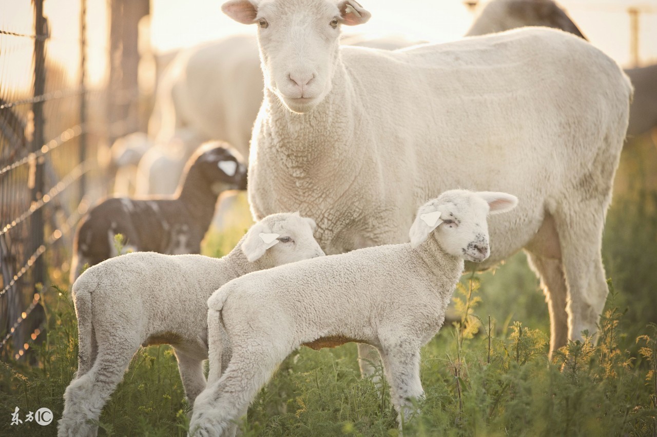 属羊人的性格与优缺点,属羊人的性格1991