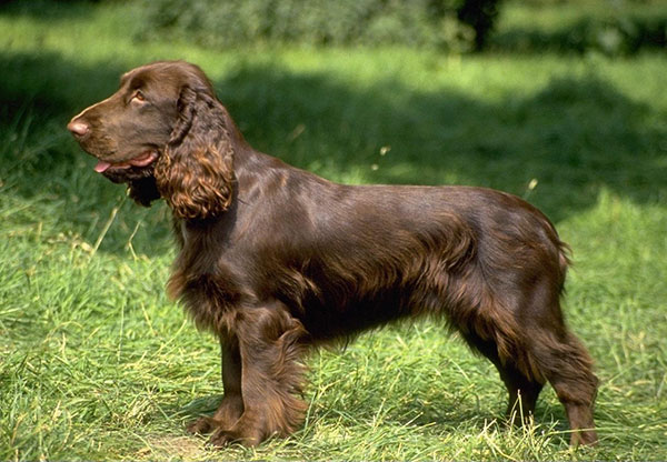 英国可卡犬怎样饲养与护理,超萌纯种英国可卡犬