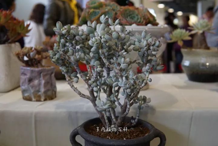 公认最美4种多肉植物图片,2014年上海多肉植物展图片