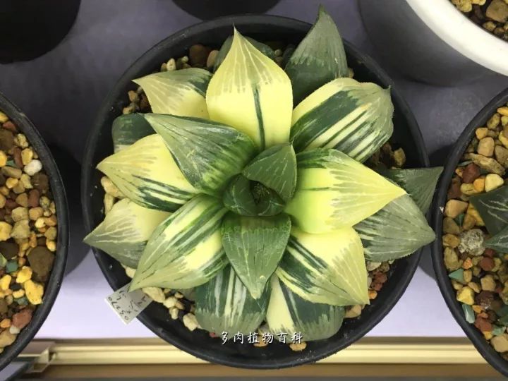 公认最美4种多肉植物图片,2014年上海多肉植物展图片