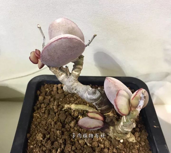 公认最美4种多肉植物图片,2014年上海多肉植物展图片