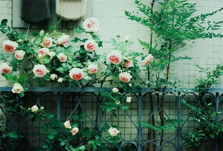 小说七年之痒第八年离别,七年之痒妻子被迫出轨小说