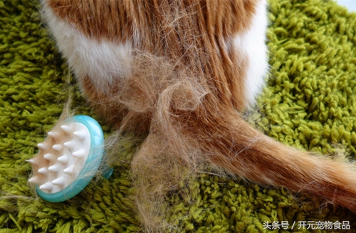 养猫家里都是猫毛怎么办,长期养猫的人肺里会积猫毛
