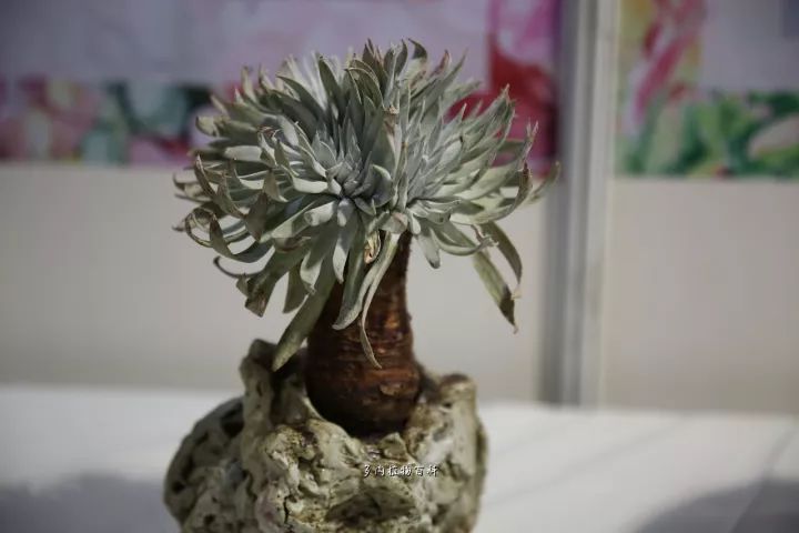 公认最美4种多肉植物图片,2014年上海多肉植物展图片