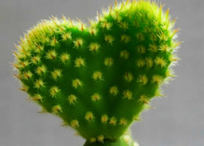 养一盆好养活又好看的花,牙疼养什么花最好