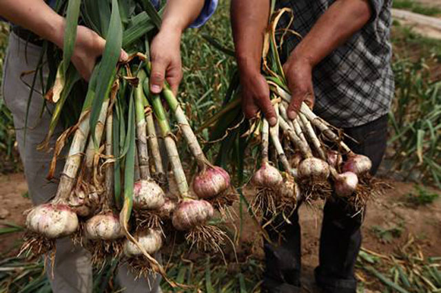 麦茬蒜种植法,重茬蒜地用什么防治地下病虫害