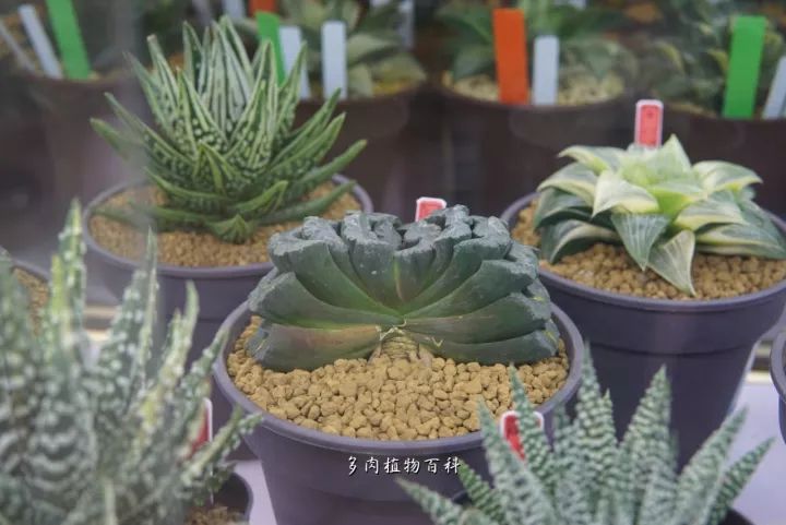 公认最美4种多肉植物图片,2014年上海多肉植物展图片